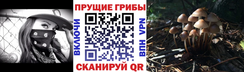 Галлюциногенные грибы Psilocybine cubensis  дарнет шоп  Белоозёрский 
